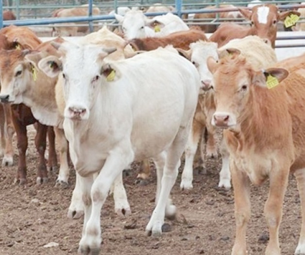 Revelan baja exportación de becerros La Tarde