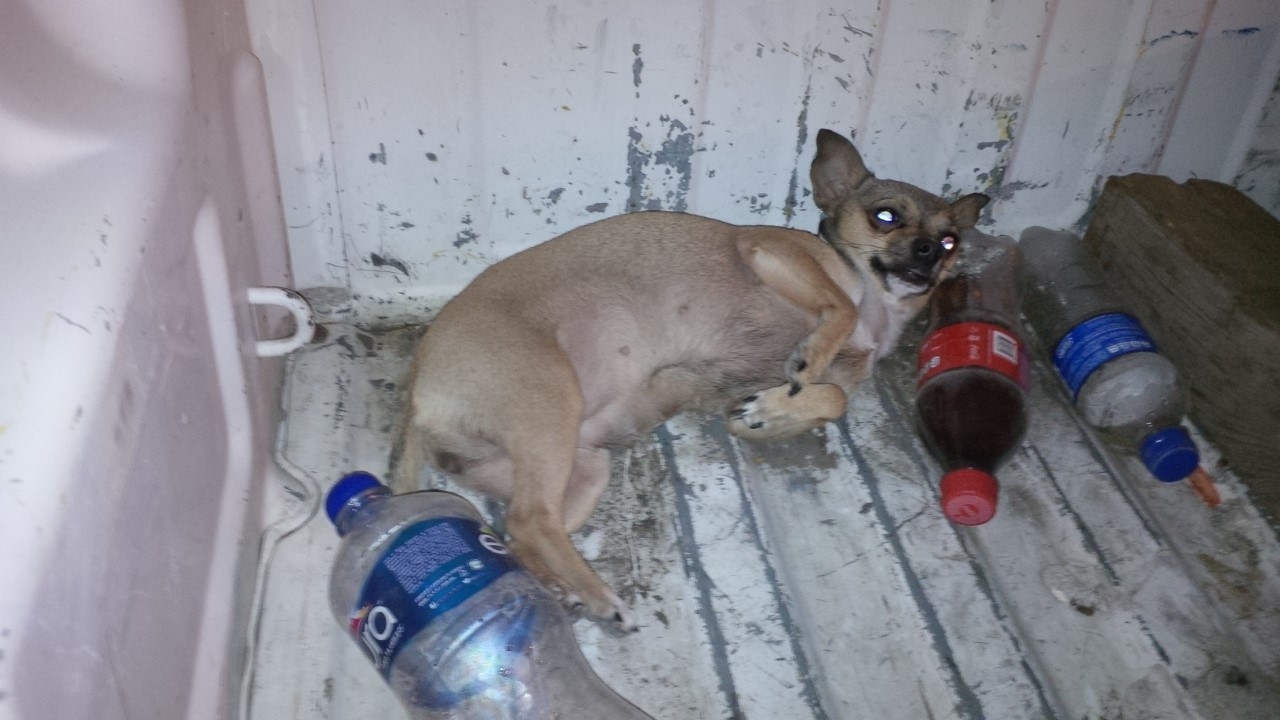 LA MASCOTA. Esta es la perra preñada propiedad de un briago sujeto que fue arrestado por agentes viales, quienes batallaron más con la mascota que con su amo.