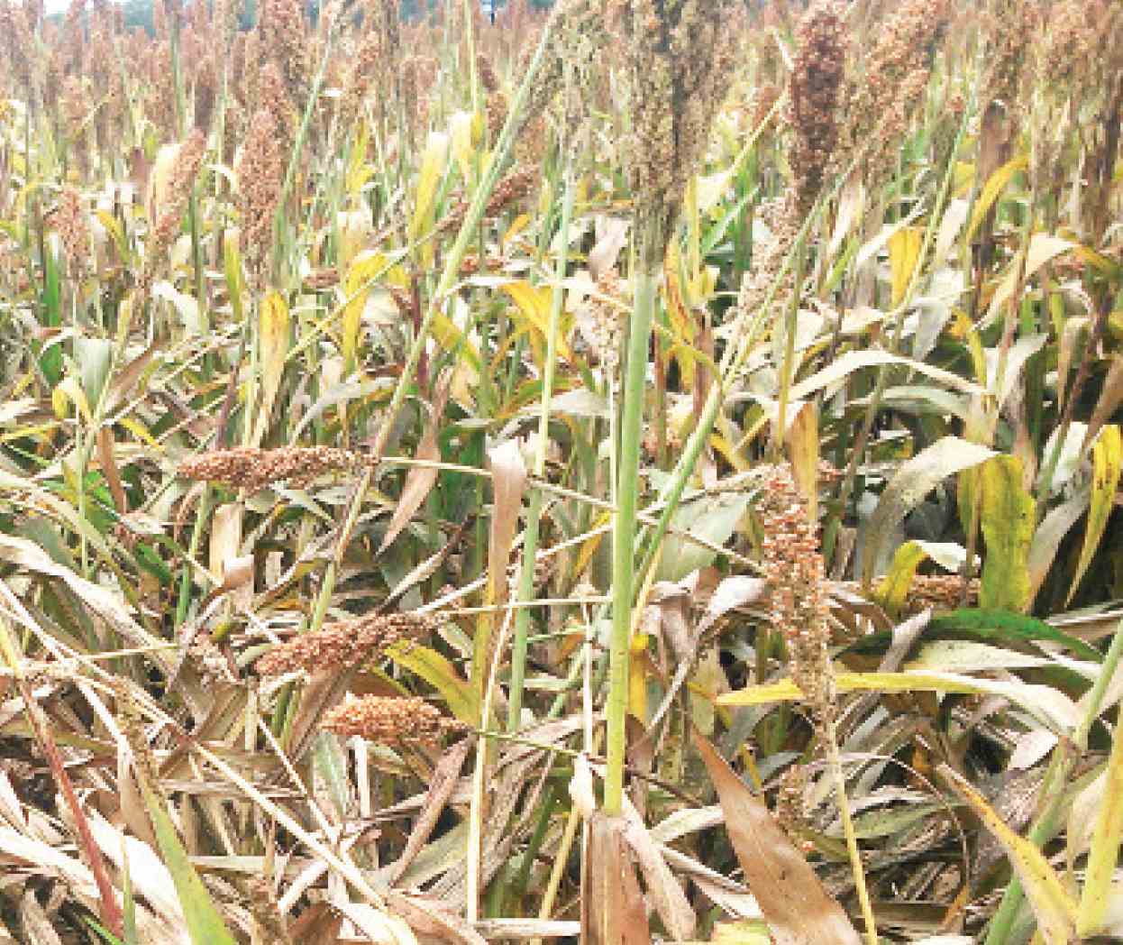 Temen campesinos malos momentos por falta de lluvia - La Tarde