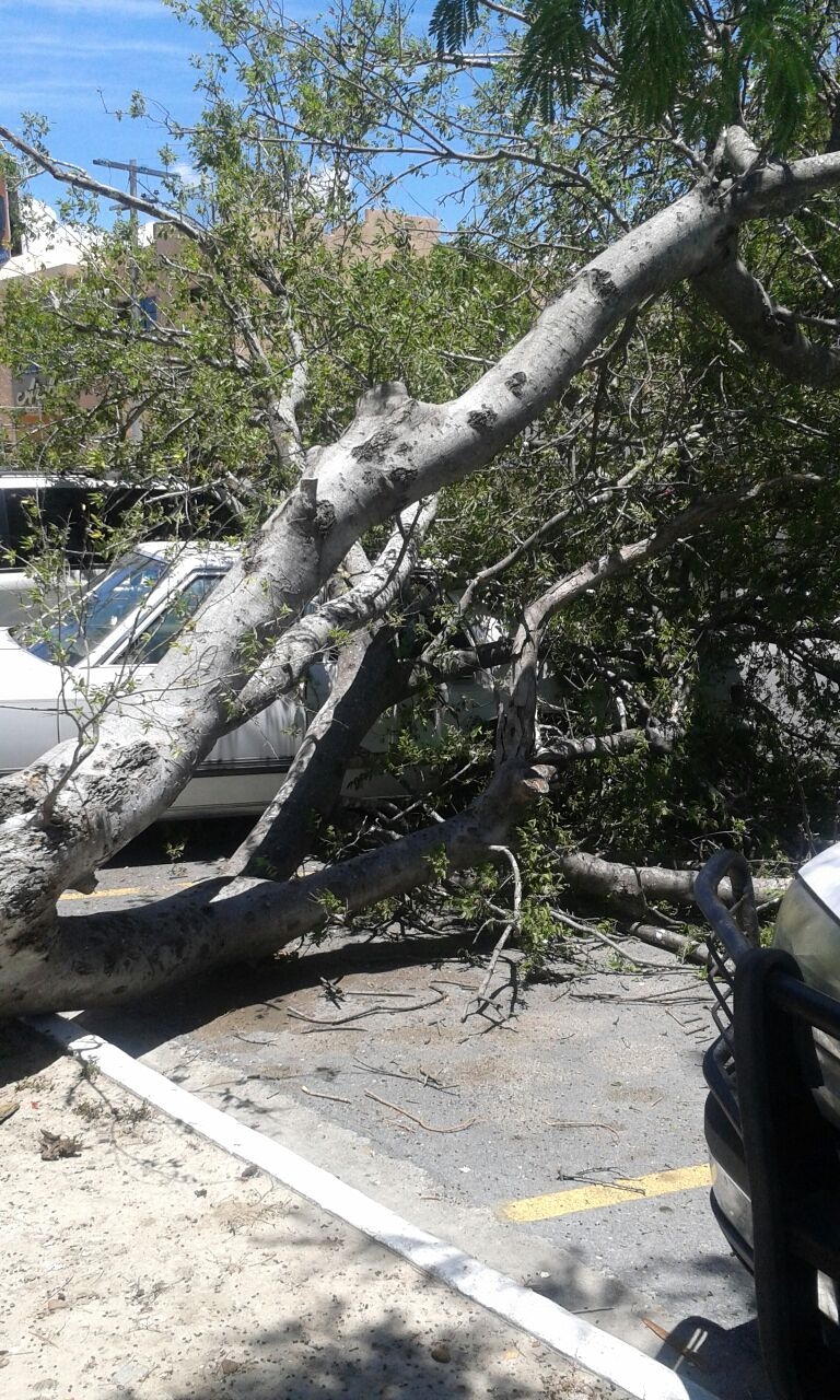 OBSTRUYE. El Boulevard Jaime Barrera que es empleado como estacionamiento de la PGJE también se vio obstruido por el enorme árbol que cayó encima de dos unidades estacionadas. (Foto: Heriberto Rodríguez)