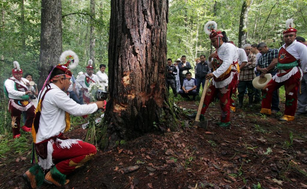 Los hombres acuden a los bosques de la región ataviados con su ropa tradicional para buscar el árbol que conectará la tierra y el inframundo; durante dos días, con rituales, piden perdón a la naturaleza por cortarlo.