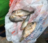 Caen del cielo peces en Tampico