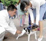 Servicio de vacunación gratuita para mascotas