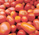 Drástico aumento al precio del tomate