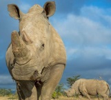Muere en Kenia el último macho de rinoceronte blanco