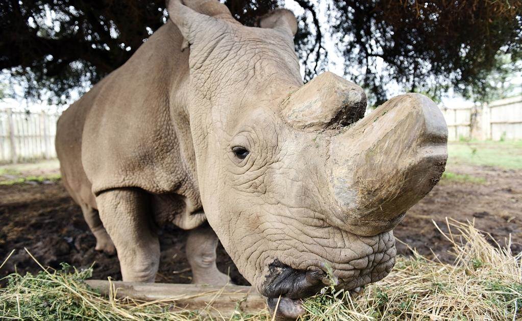 El último rinoceronte blanco del norte macho murió en Kenia con 45 años.