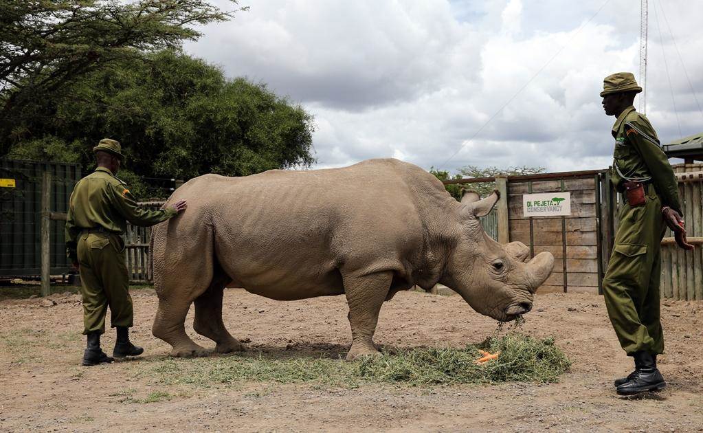 Cuando este rinoceronte, llamado Sudan, nació en 1973 en Shambe, en Sudán del Sur, había unos 700 ejemplares vivos en el planeta.