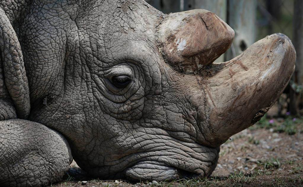 La muerte de Sudan sella la extinción de esta subespecie de rinoceronte.