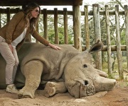 Muere en Kenia el último rinoceronte blanco