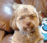 Yogi es un perro y tiene cara de humano