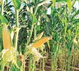 Renace maíz por aguaceros