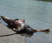 Flotaba cadáver en el río Bravo