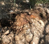 Hallan cadáver putrefacto en Reynosa