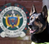 Cartel colombiano pone precio a cabeza de perra policía