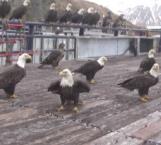 Reúne a más de 15 águilas a sus pies y las alimenta