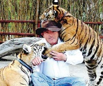 Recibirán tres tigres de circo