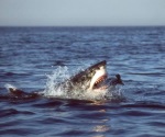 Tiburón mata a náufrago cuando era rescatado