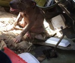 Denuncian peleas clandestinas de perros