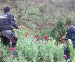 Destruyen más de 500 mil plantas de amapola en Guerrero