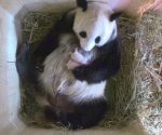 Panda del zoo de Viena da a luz a gemelos