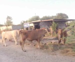 Abunda el ganado suelto en colonias