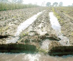Benéficas lluvias para el sector  agropecuario