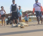 Necesaria la limpieza de playa Miramar para arribo de Loras