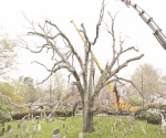 Derriban en EU árbol que vivió 600 años