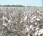 Cierran el ciclo primavera- verano con riego de algodón