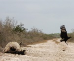 Muere el ganado por plaga de garrapatas