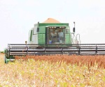 Definirán los precios del maíz y sorgo