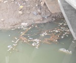 Otra vez aparecen peces muertos en el canal Anzaldúas