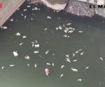 Muerte de peces en canales por el cambio de temperatura