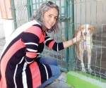 Ofrecen en adopción a tres perros