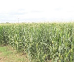 Fechas para siembras de sorgo y maíz