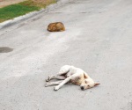 Sin castigo por tirar perro muerto en la vía pública
