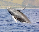 Cientos de ballenas mueren al año