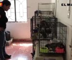 Hay formas de esterilizar a bajo costo o con padrinos