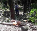 Muere al caerle brazo de árbol en Antiguo Morelos