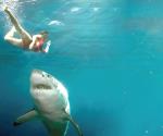 Consejos para evitar un ataque de tiburón