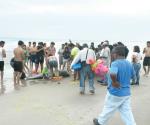 Hallan a delfín muerto en playa