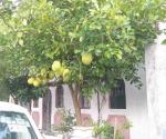 Limones gigantes