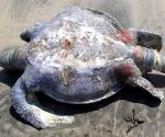 Hallan 69 tortugas y un delfín muertos en playas de Guerrero