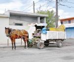 Anuncian operativos para retirar caballos