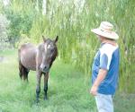 Destinan espacio para caballos maltratados