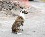 Arranca campaña de esterilización