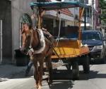 Desaparición de caballos en la Zona Sur de Tamaulipas causa alarma