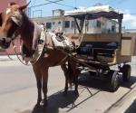 Sustituyen a las vacas y los cerdos para fabricar chorizos