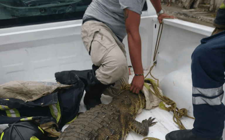 Honroso primer lugar del estado con ataques de cocodrilos