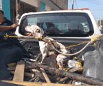 Pitbull ataca a un niño y a dos adultos en Tampico